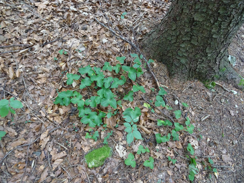 foglie di Hepatica nobilis - Ranunculaceae